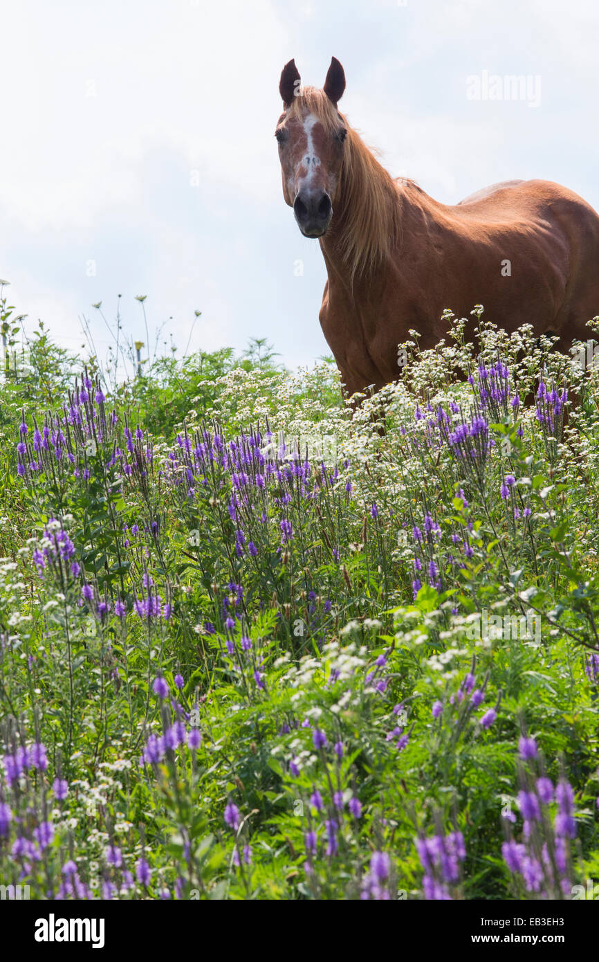 Pferd stehend in hohen Blumenfeld Stockfoto