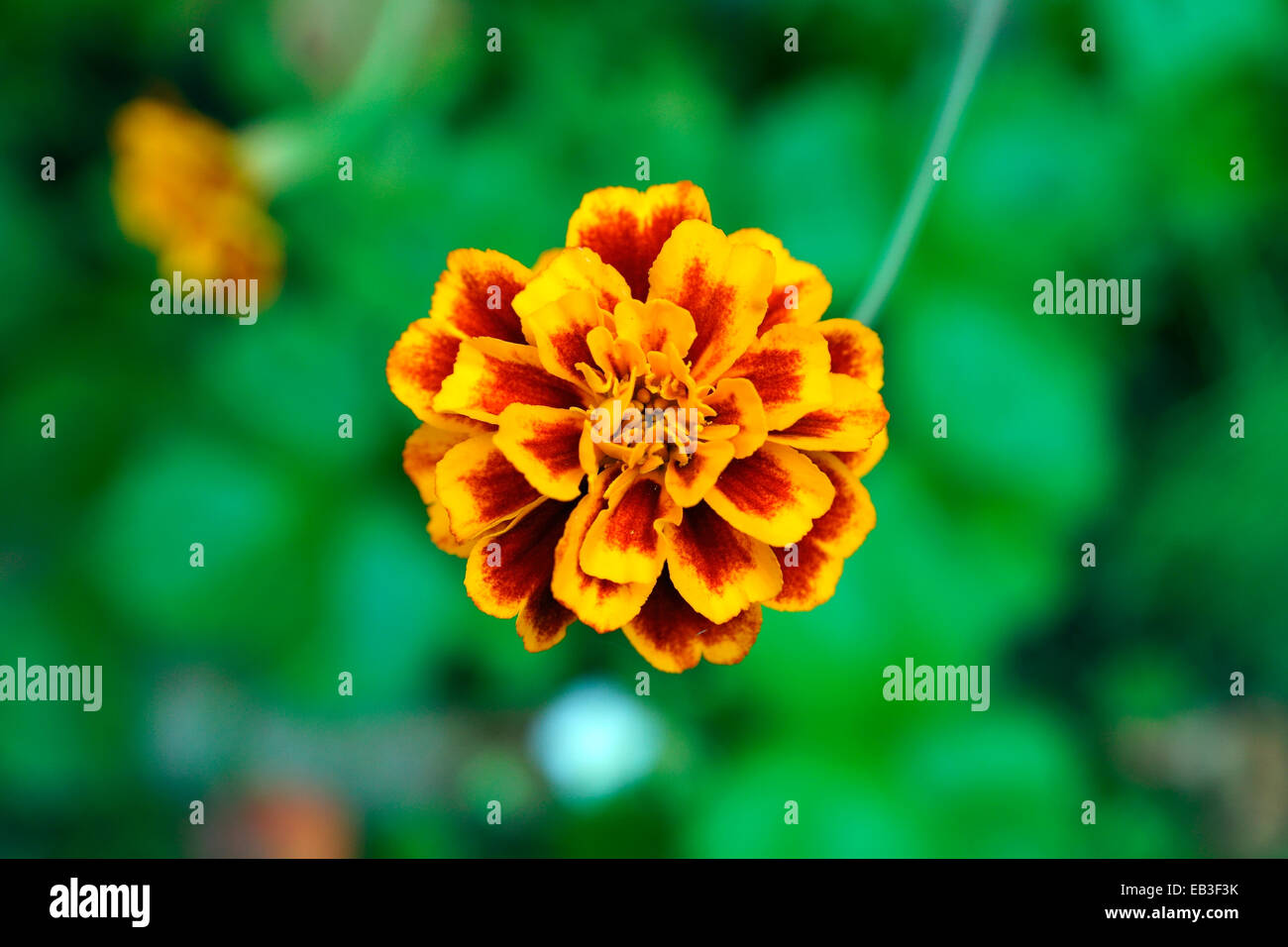 RINGELBLUME Stockfoto