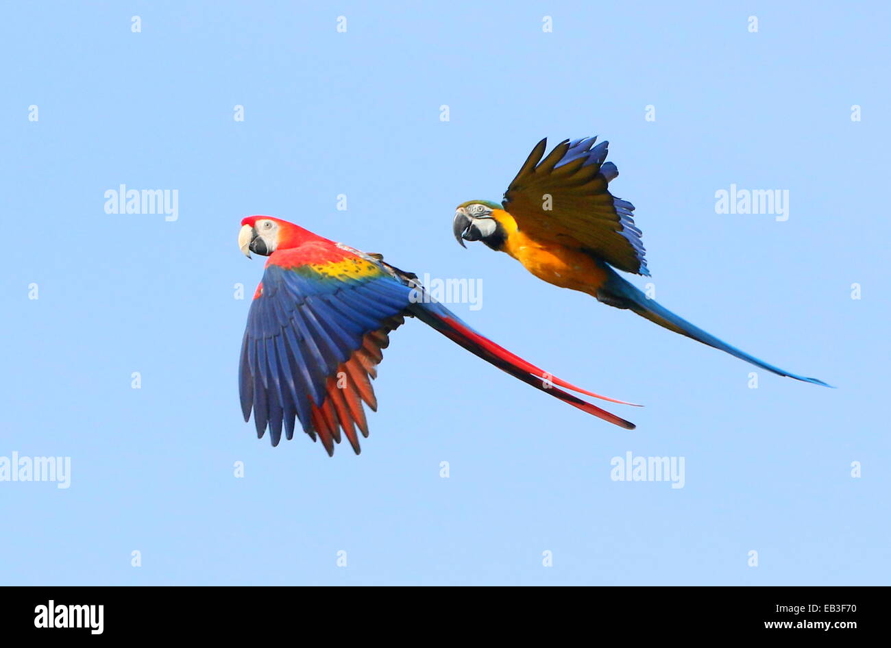 Blaue und gelbe Aras (Ara Ararauna) im Flug, verbunden durch einen hellroten Aras (Ara Macao) Stockfoto