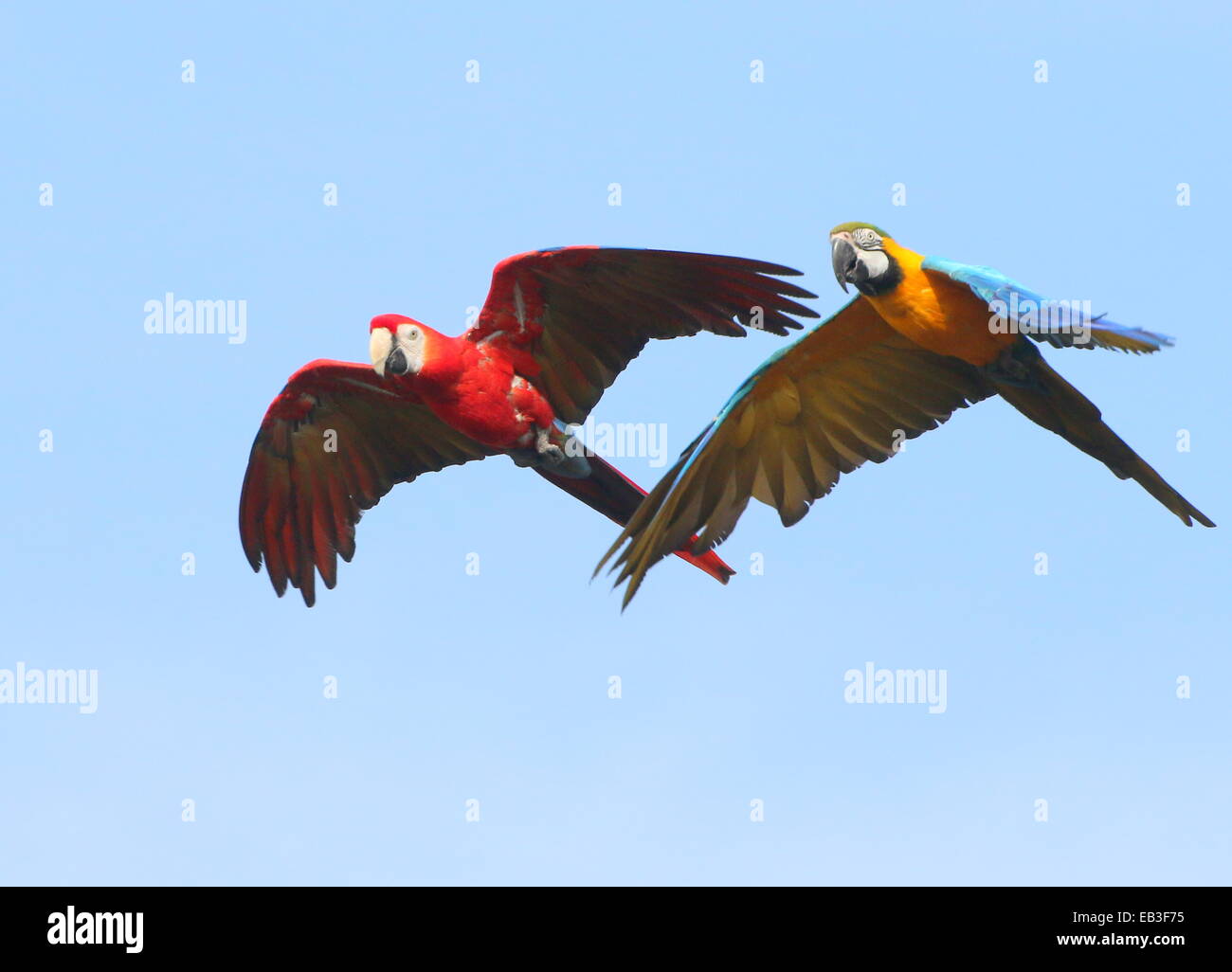 Blaue und gelbe Aras (Ara Ararauna) im Flug, verbunden durch einen hellroten Aras (Ara Macao) Stockfoto