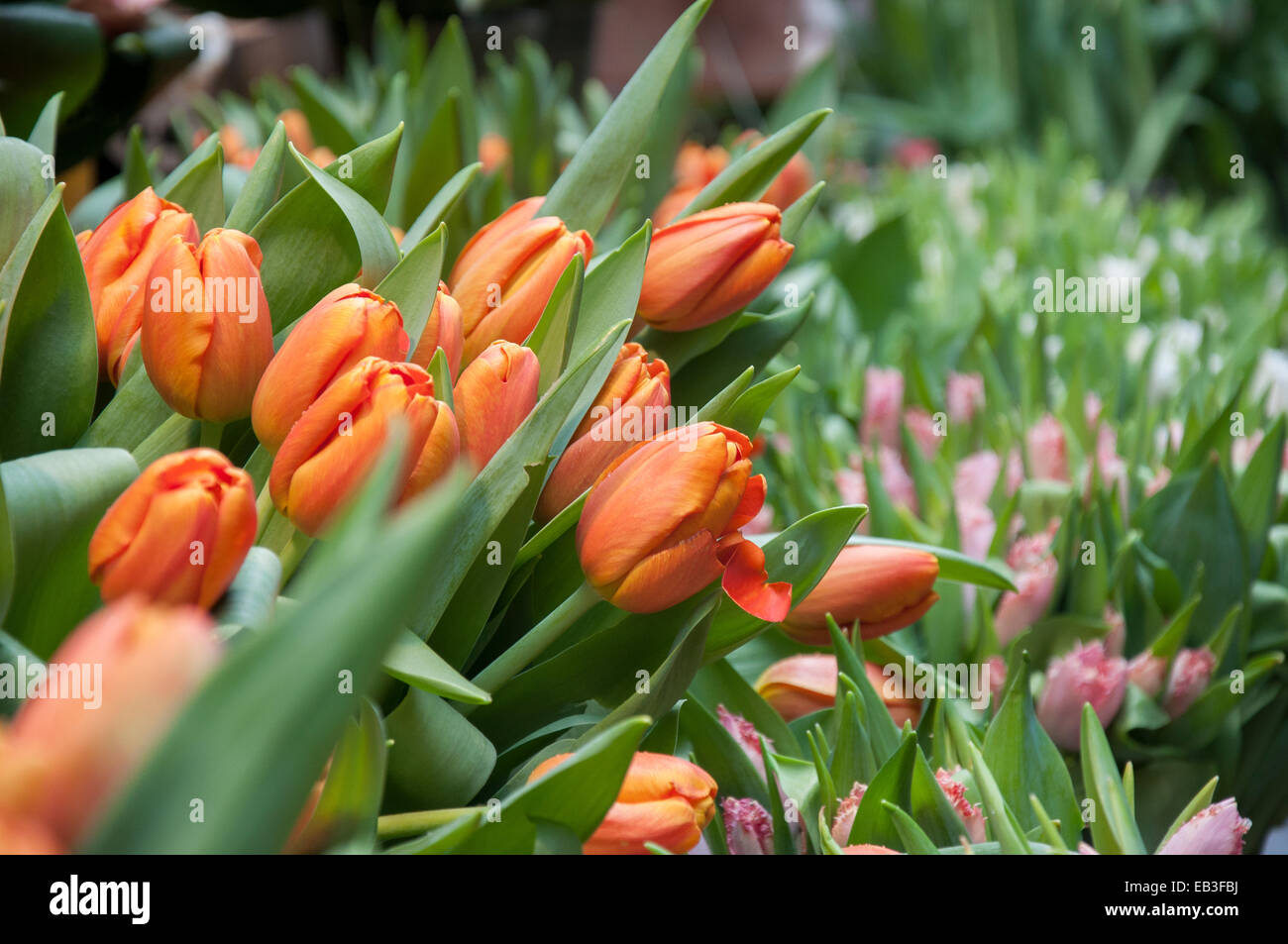 Tulpen zum Verkauf auf der Straße Stockfoto