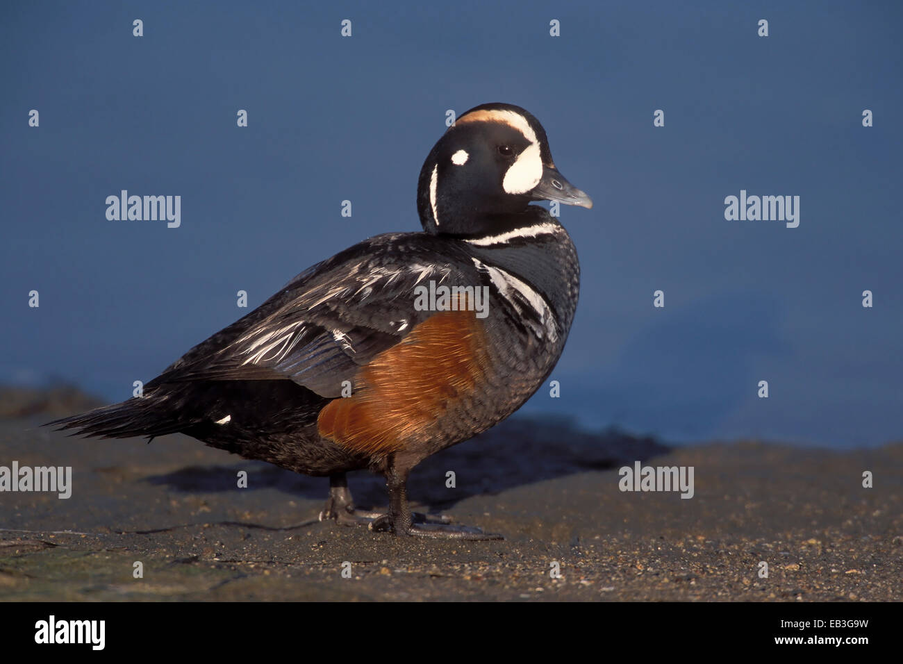 Harlekin Ente - Histrionicus Histrionicus - männlich Stockfoto