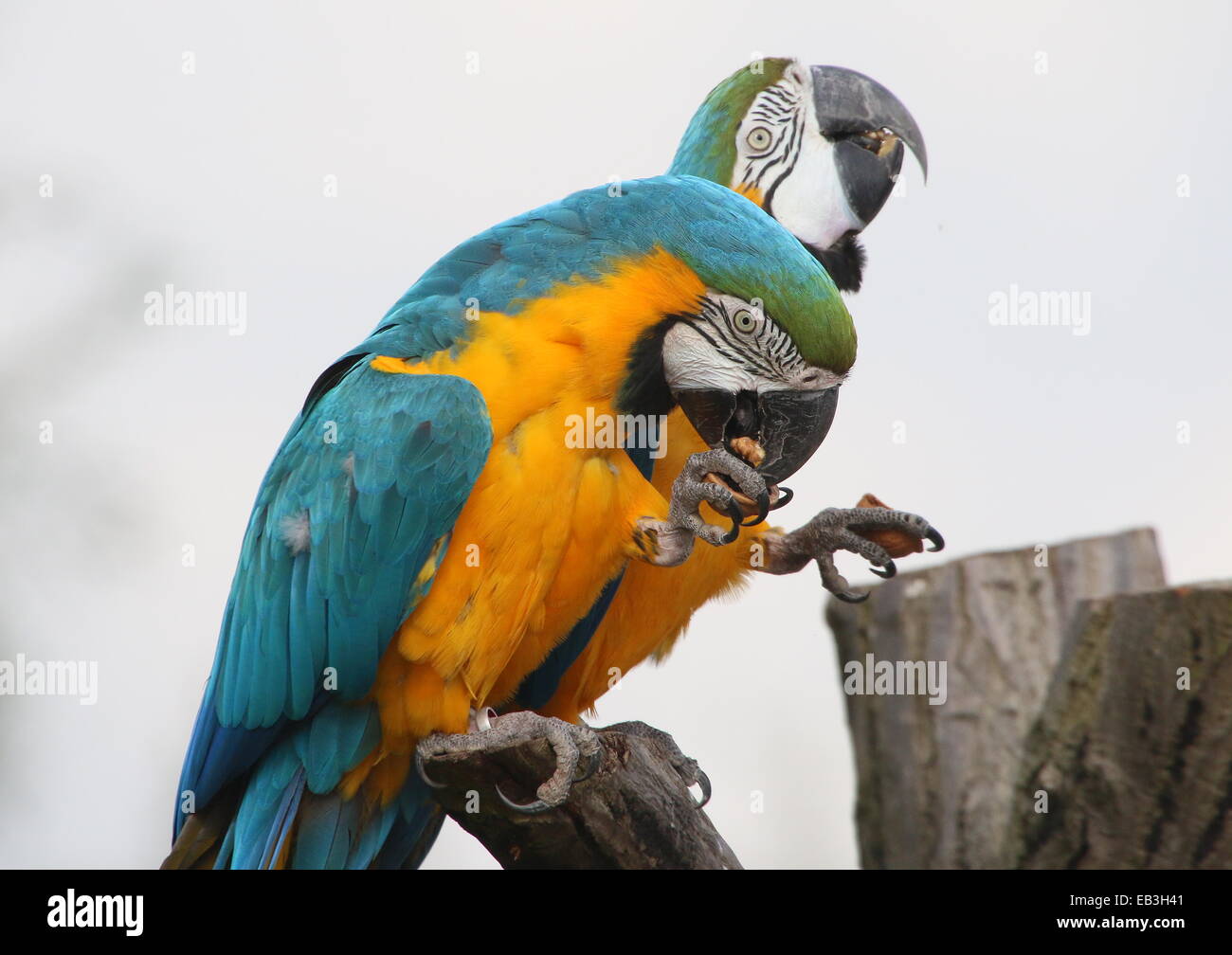 Zwei blau-gelbe Aras (Ara Ararauna) close-up, während des Essens einer Nuss Stockfoto