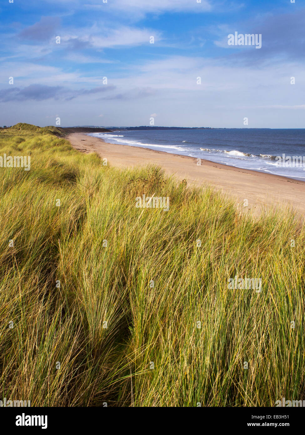 Düne Gräser entlang Warkworth Strand Northumberland Küste England Stockfoto