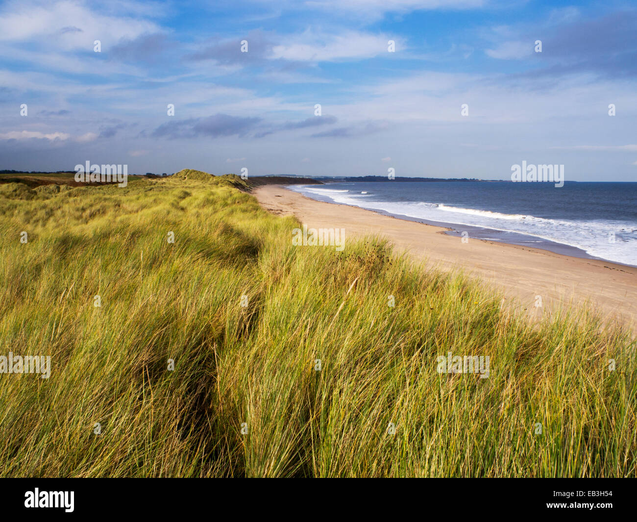 Düne Gräser entlang Warkworth Strand Northumberland Küste England Stockfoto