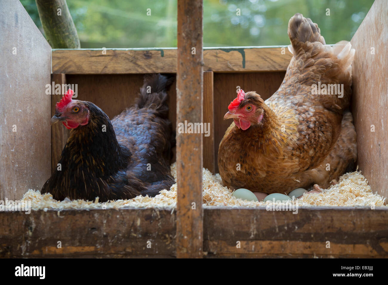 Zwei kostenlose Angebot Hennen sitzen auf den Eiern in den Hühnerstall. Stockfoto