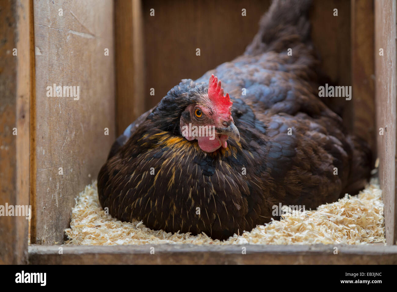 Schwarzen Freilandhaltung Henne auf den Eiern in den Hühnerstall sitzen. Stockfoto