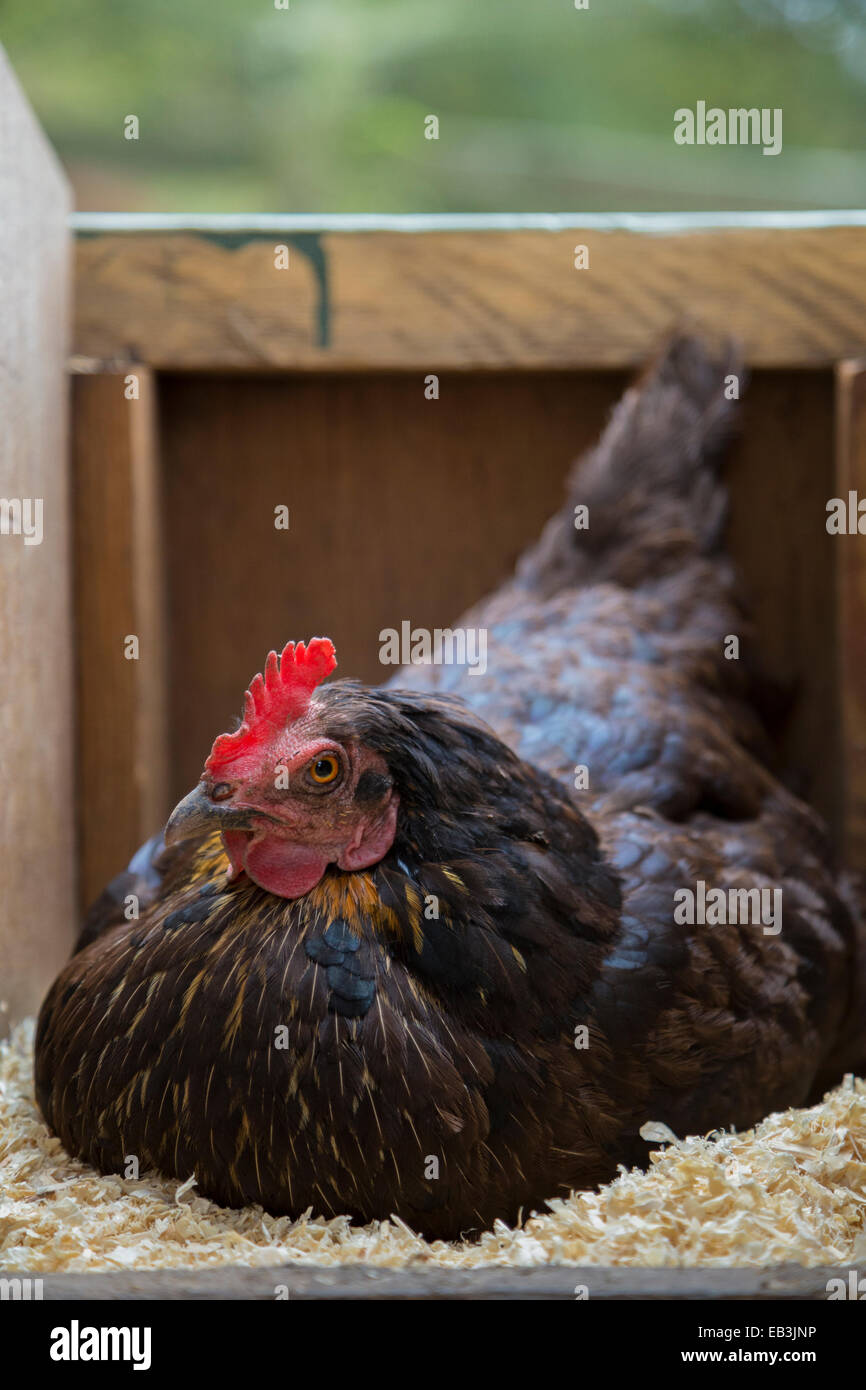Schwarzen Freilandhaltung Henne auf den Eiern in den Hühnerstall sitzen. Stockfoto