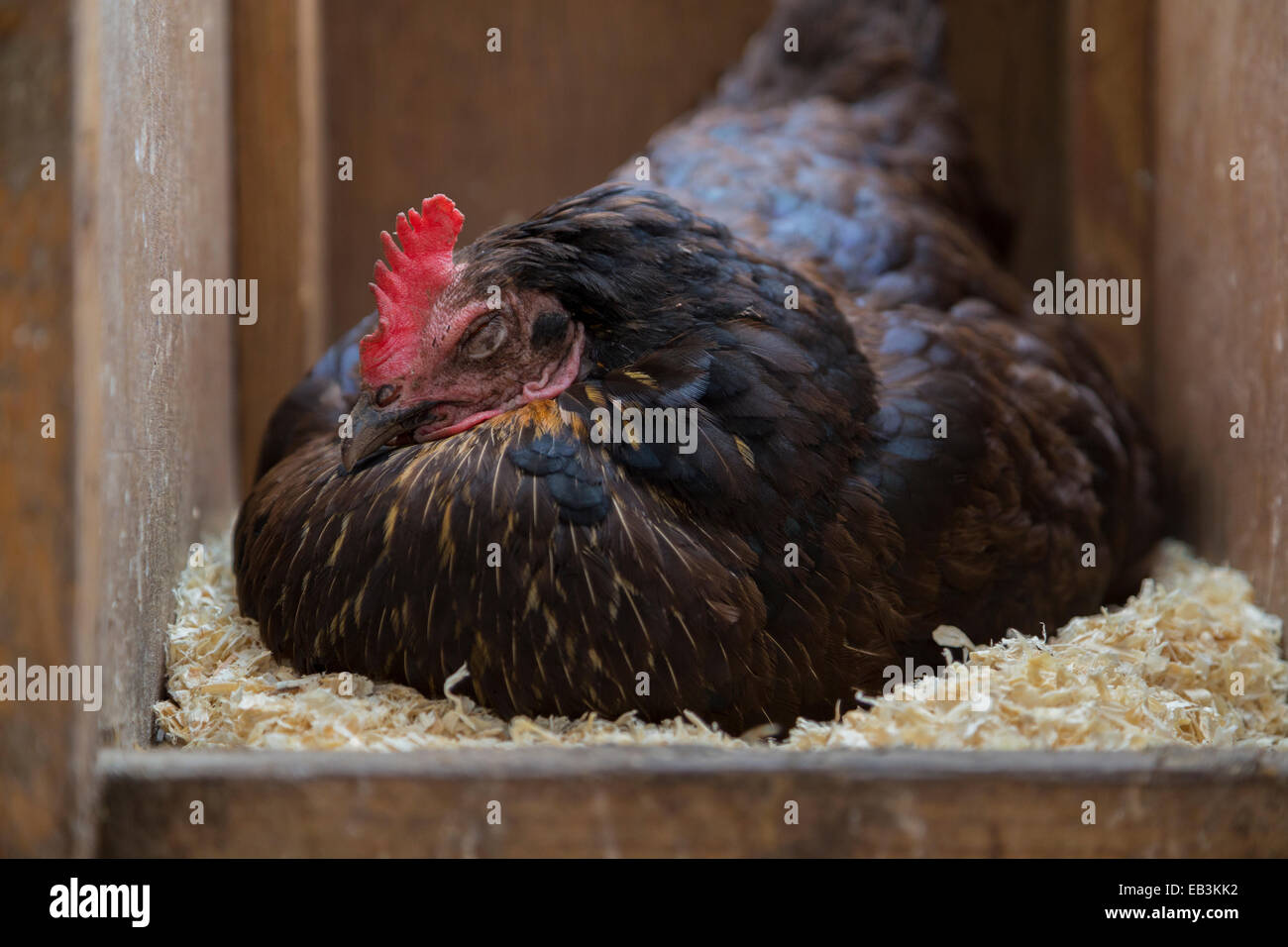 Schwarzen Freilandhaltung Hen schlafend auf Eiern in den Hühnerstall sitzen. Stockfoto