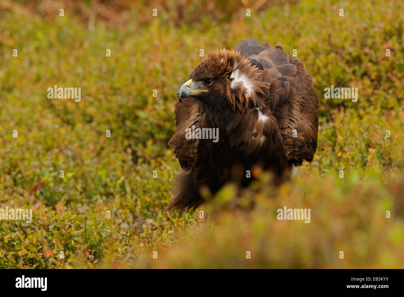 Steinadler in der Mitte Herbst farbige Vegetation Angeberei sein stolz oder Wut durch das Aufstellen von der Krone der Federn Stockfoto