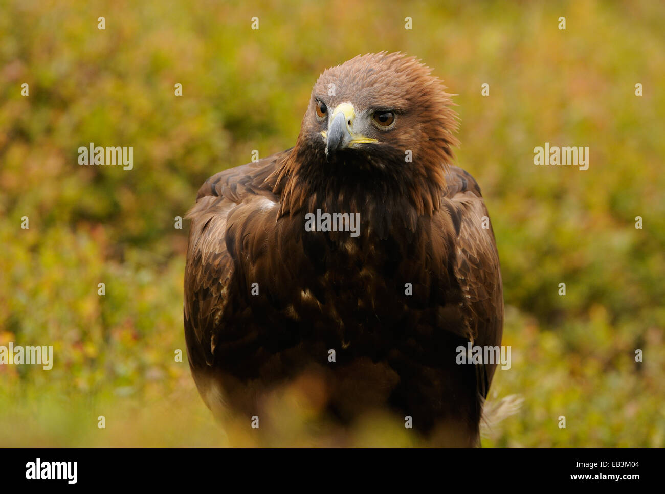 Golden Eagle, mitten im Herbst bunte Vegetation zeigt seinen Stolz oder Wut, indem Sie die Krone der Federn Stockfoto