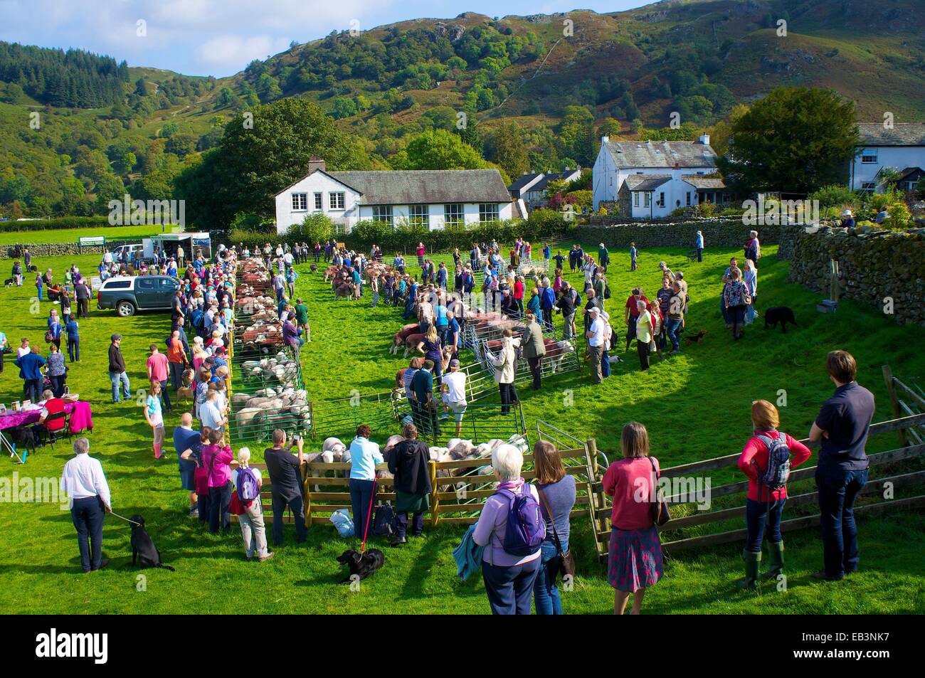 Menge Schafe zu betrachten. Borrowdale Hirten treffen. Rosthwaite Borrowdale Cumbria England UK. Stockfoto