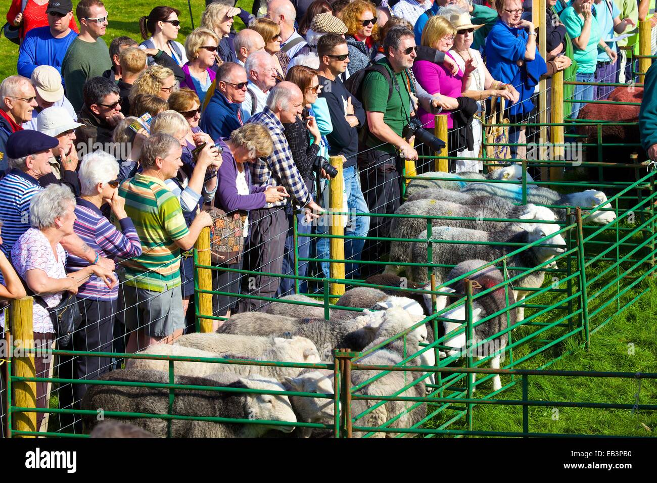 Menge Schafe zu betrachten. Borrowdale Hirten treffen. Rosthwaite Borrowdale Cumbria England UK. Stockfoto