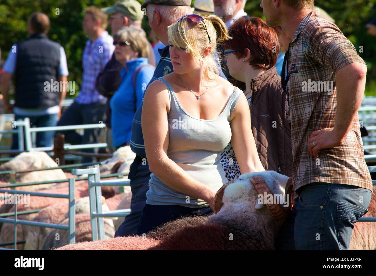 Schäferin zeigen ihre Schafe. Borrowdale Hirten treffen. Rosthwaite Borrowdale Cumbria England UK. Stockfoto