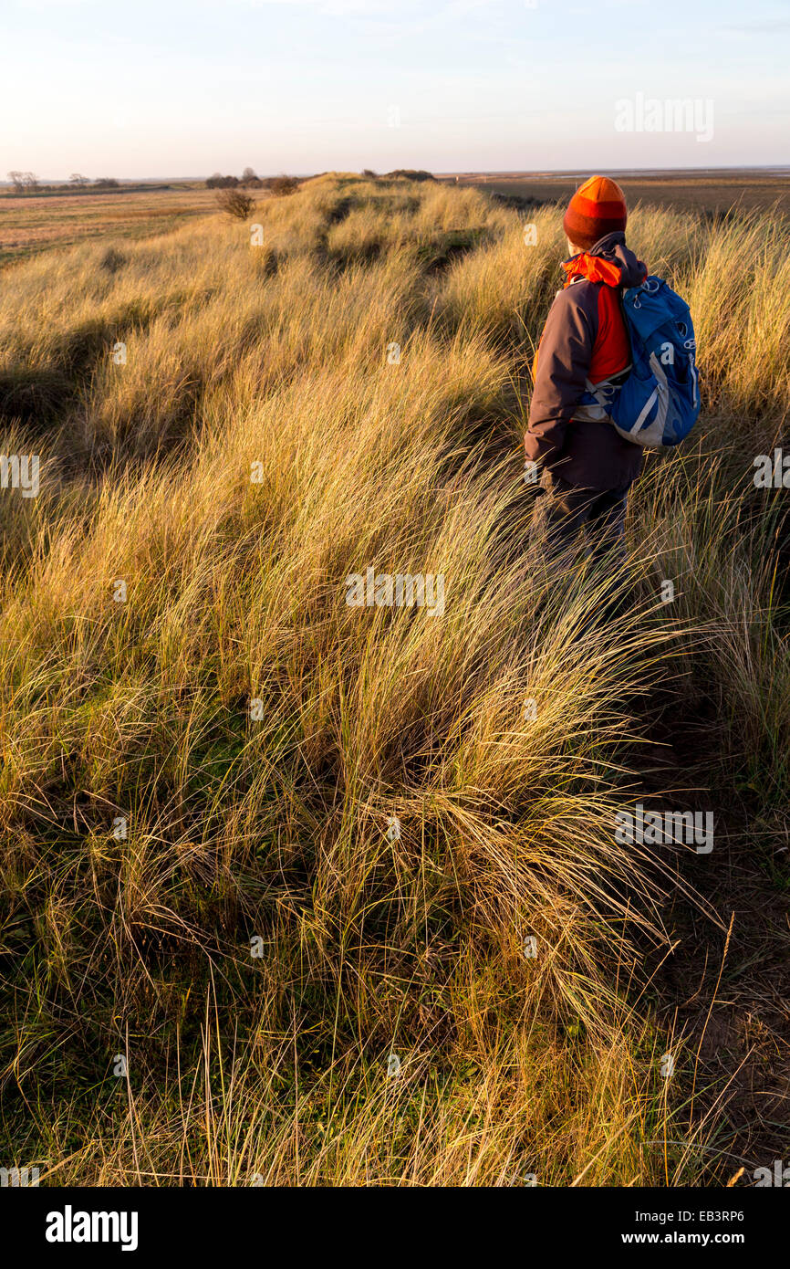 Wandern in Dünengebieten Grass auf Dünen bei Donna Nook national Nature Reserve, Lincolnshire, England, UK Stockfoto