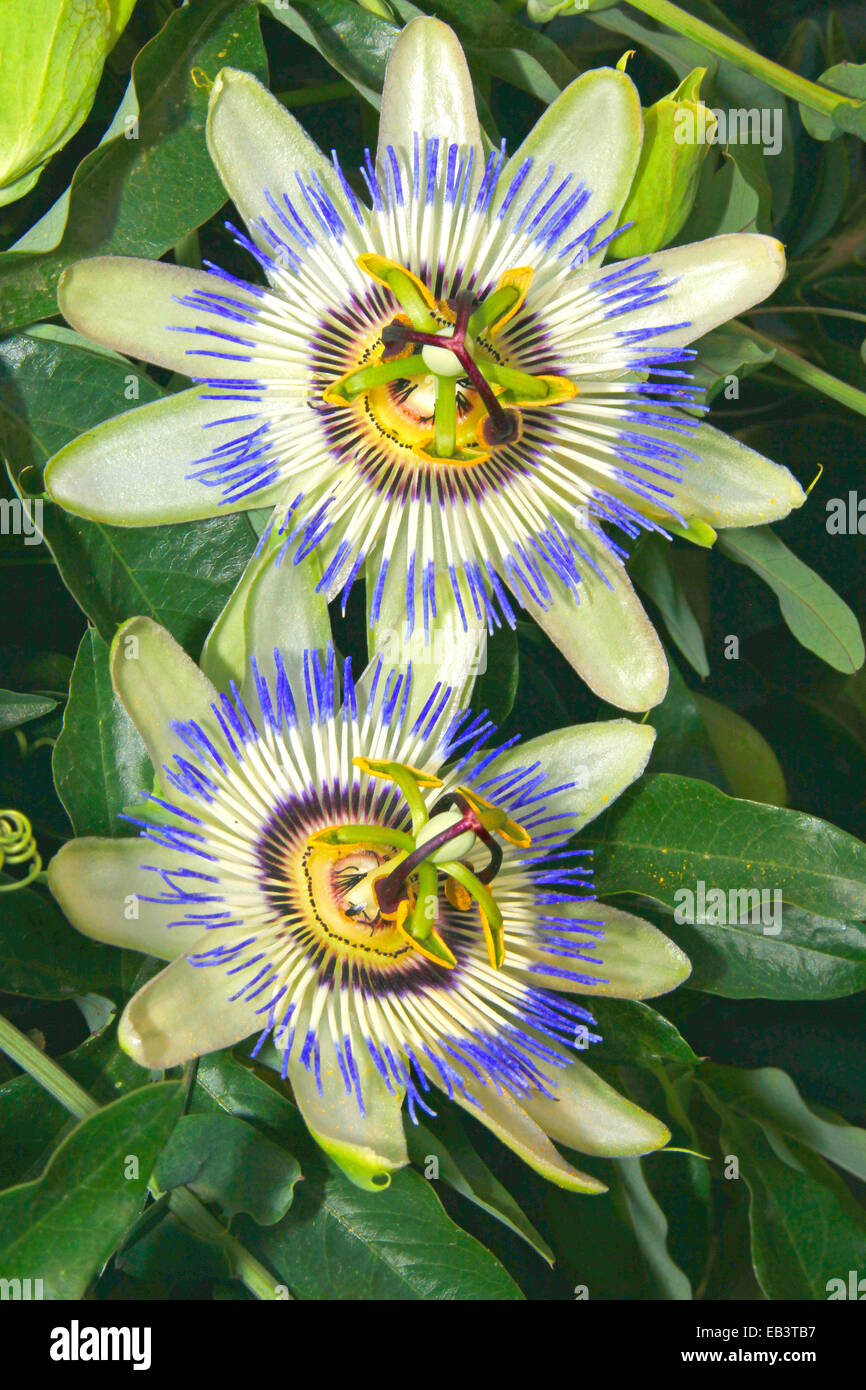 Blaue Passionsblume oder gemeinsame Passionsblume (Passiflora Caerulea) Stockfoto