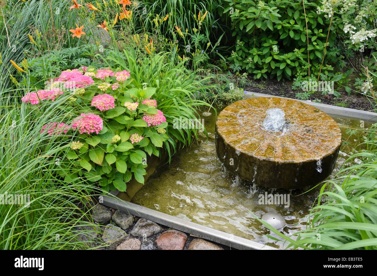 Grossblättrige Hortensie (Hydrangea macrophylla) mit Brunnen aus einem alten Mühlstein Stockfoto