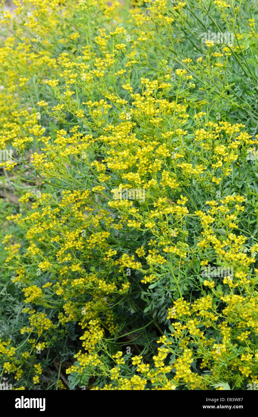 Gemeinsame ruw (Ruta graveolens) Stockfoto