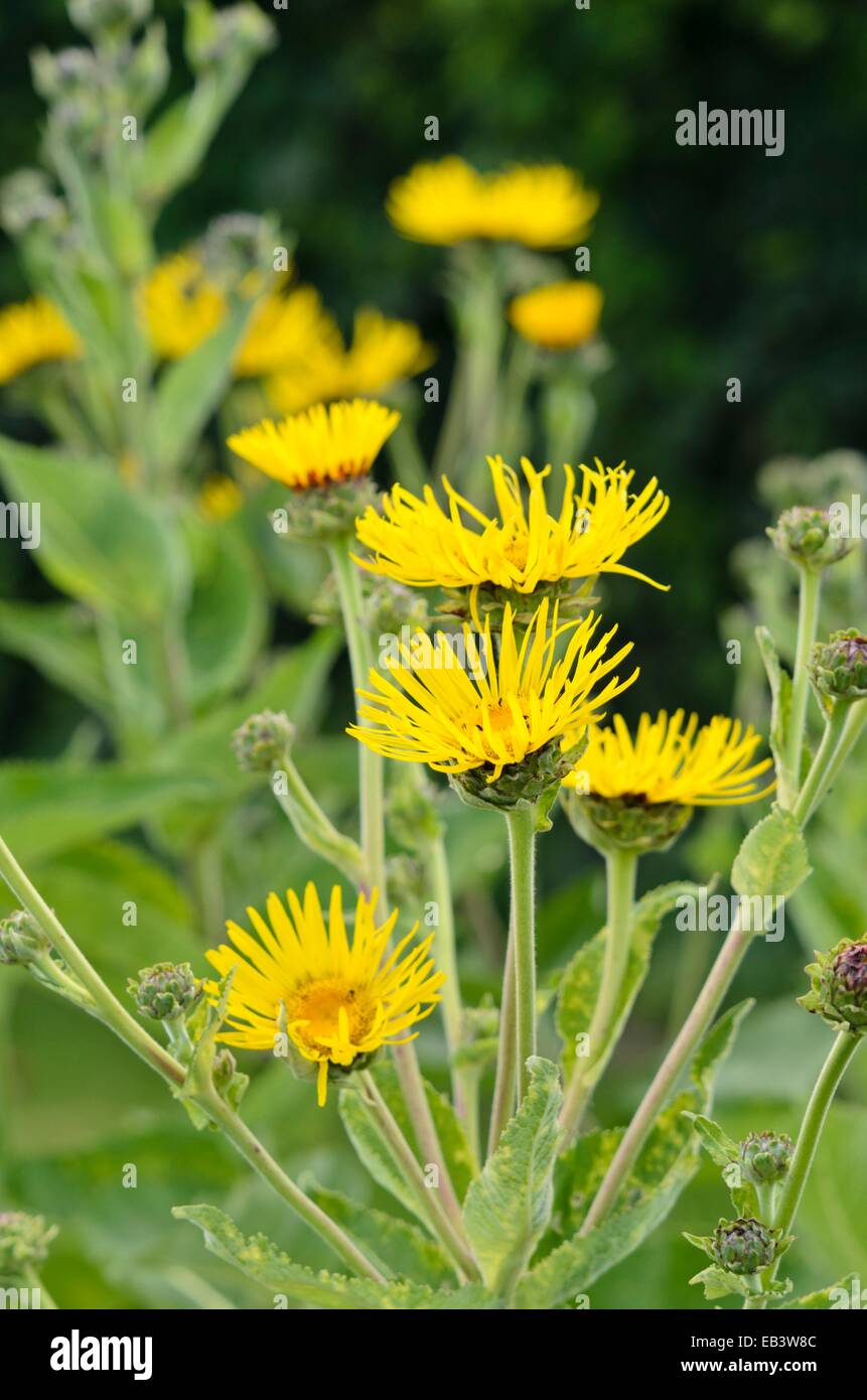Elecampane (inula helenium) Stockfoto