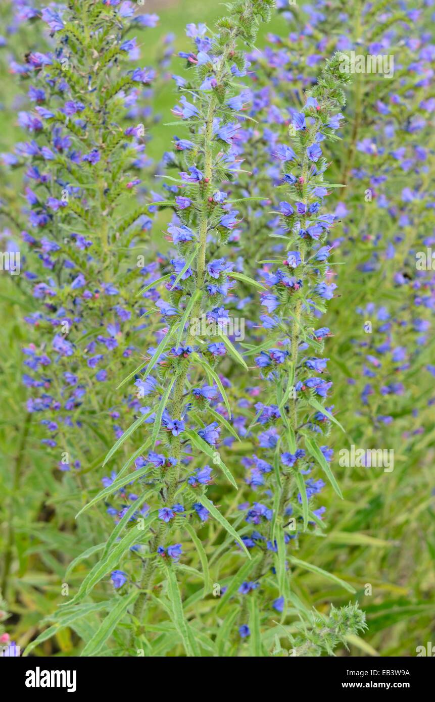 Der Viper bugloss (echium vulgare) Stockfoto