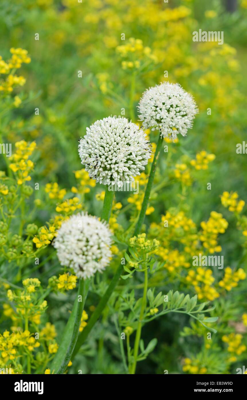 Garten Zwiebel (Allium Cepa) und gemeinsame Ruw (Ruta graveolens) Stockfoto