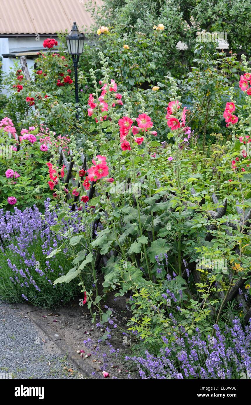Gemeinsame Malve (Alcea rosea), Lavendel (Lavandula angustifolia) und Rosen (Rosa) Stockfoto