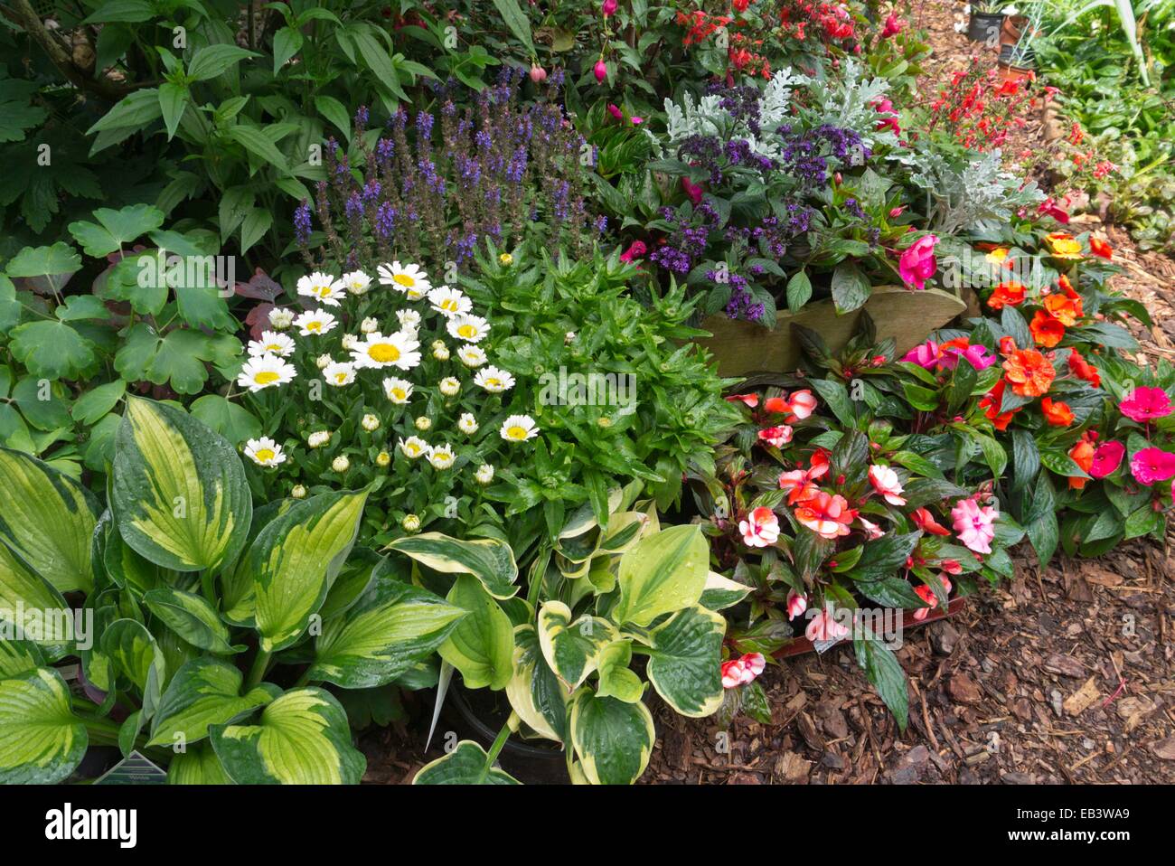 Wegerich Lilien (Hosta), Margeriten (leucanthemum), Heliotrop (Heliotropium arborescens) und buzy Lieschen (Impatiens walleriana) Stockfoto