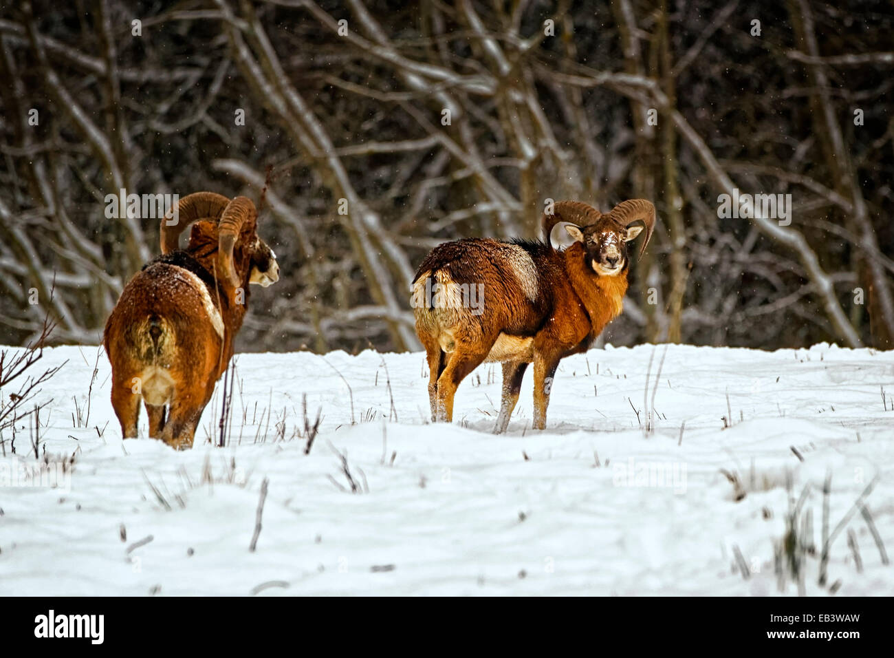 Wilden europäischen Mufflons (Ovis Ammon) im Winter Feld Stockfoto