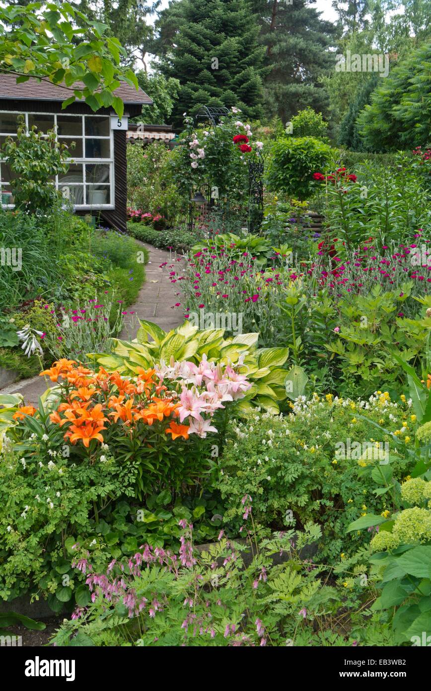 Lilien (Lilium), Spitzwegerich Lilien (Hosta) und Krone rosa (Lupinus coronaria Syn. silene coronaria) Stockfoto