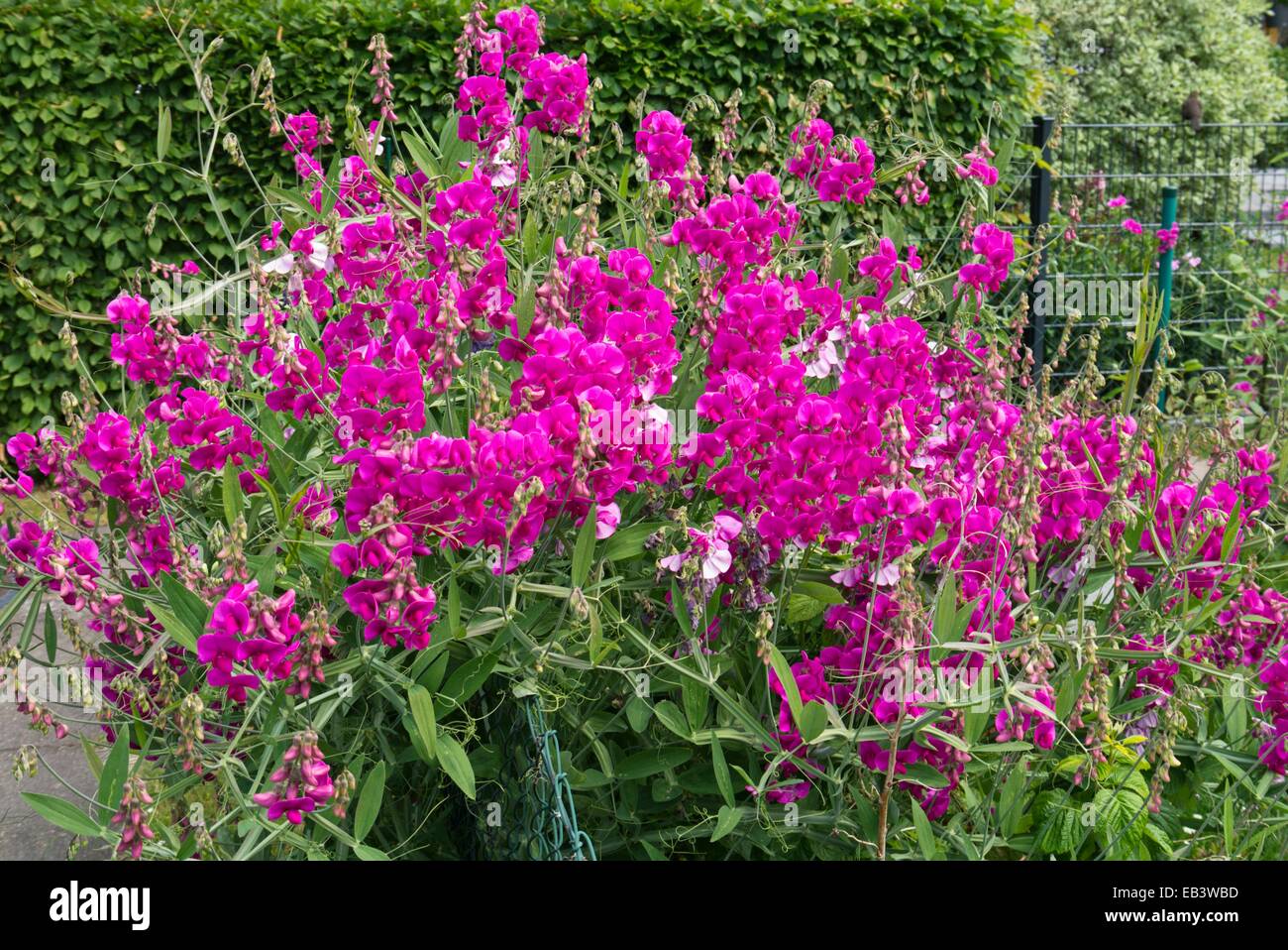 Sweet pea (Lathyrus Odoratus) an einen Gartenzaun Stockfoto