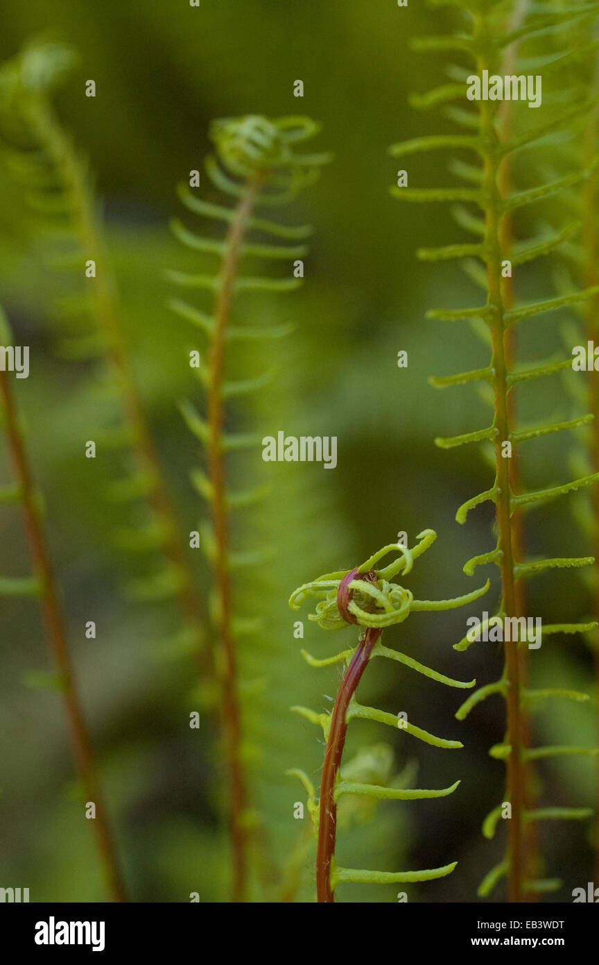 Blechnum spicant leuchtend grüner Hirsch Farn rot stammen von der Pacific Northwest Farn Wedel Pflanze Pflanzen Stauden Farne Stockfoto