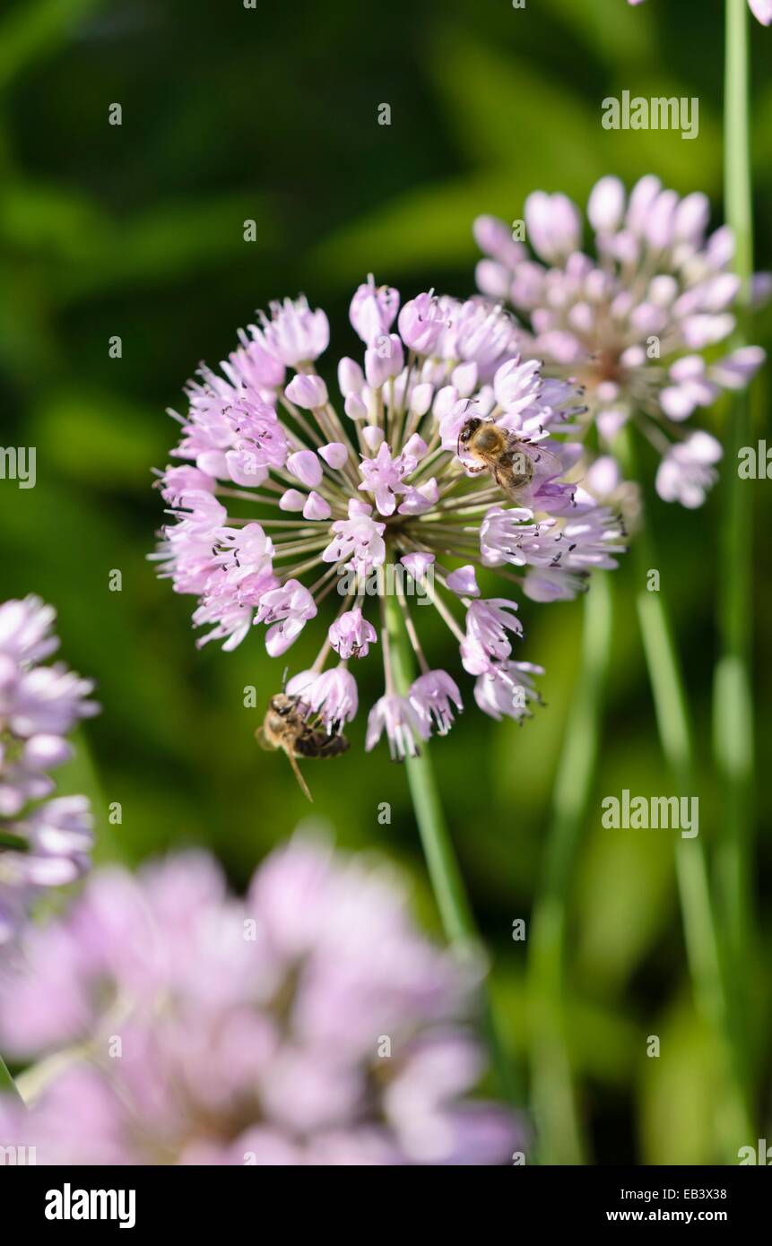 Deutscher Knoblauch (Allium senescens subsp. Senescens) und Bienen (APIs) Stockfoto