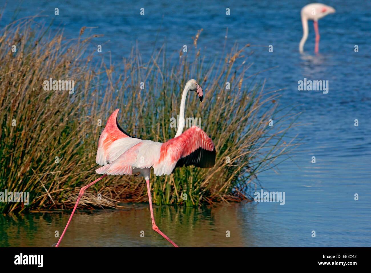 Rosigen Flamingo (Phoenicopterus Roseus) offenen roten Flügeln Stockfoto
