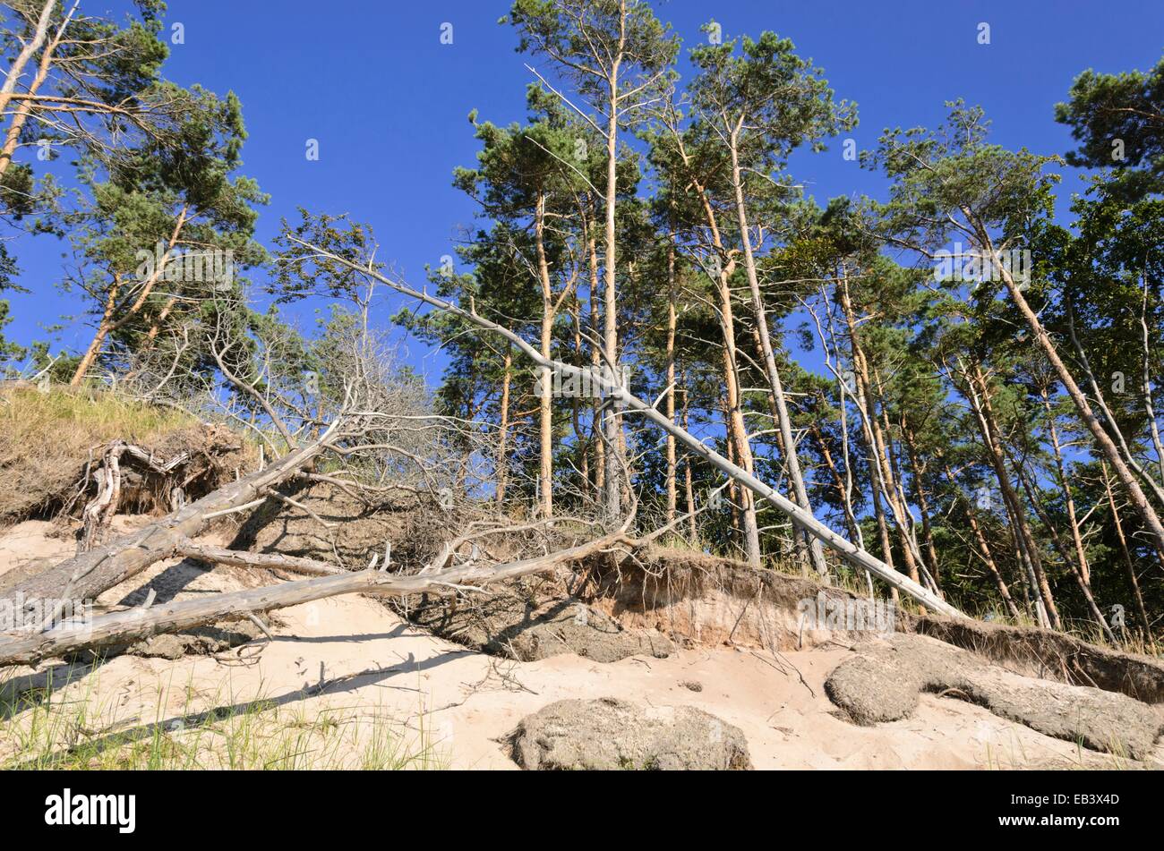Gemeine Kiefer (Pinus sylvestris) am Darss westlichen Ufer, Nationalpark Vorpommersche Boddenlandschaft, Deutschland Stockfoto