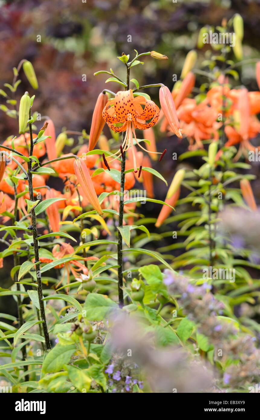 Tiger Lily (Lilium lancifolium Lena' syn.Lilium tigrinum Lena') Stockfoto