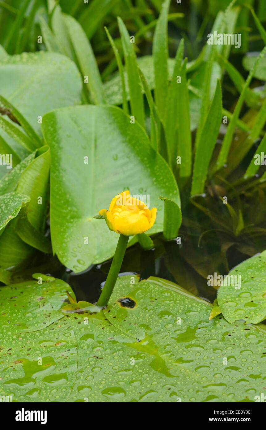 Gelbe Teich Lily (Nuphar lutea) und Wasser Soldat (Stratiotes aloides) Stockfoto