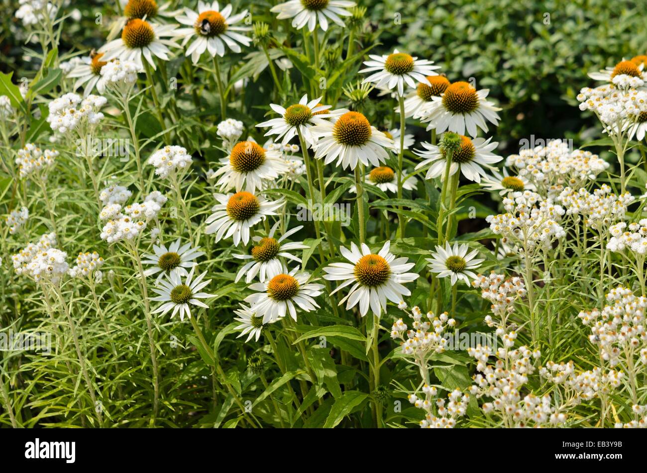 Purple cone Flower (Echinacea purpurea 'Baby swan White') und Triple-Geäderte pearly ewigen (anaphalis triplinervis's ommerschnee') Stockfoto