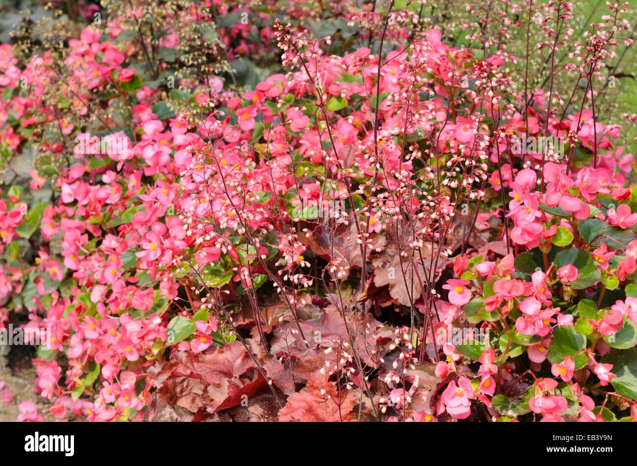 Begonien (Begonia semperflorens) und alumroot (heuchera) Stockfoto