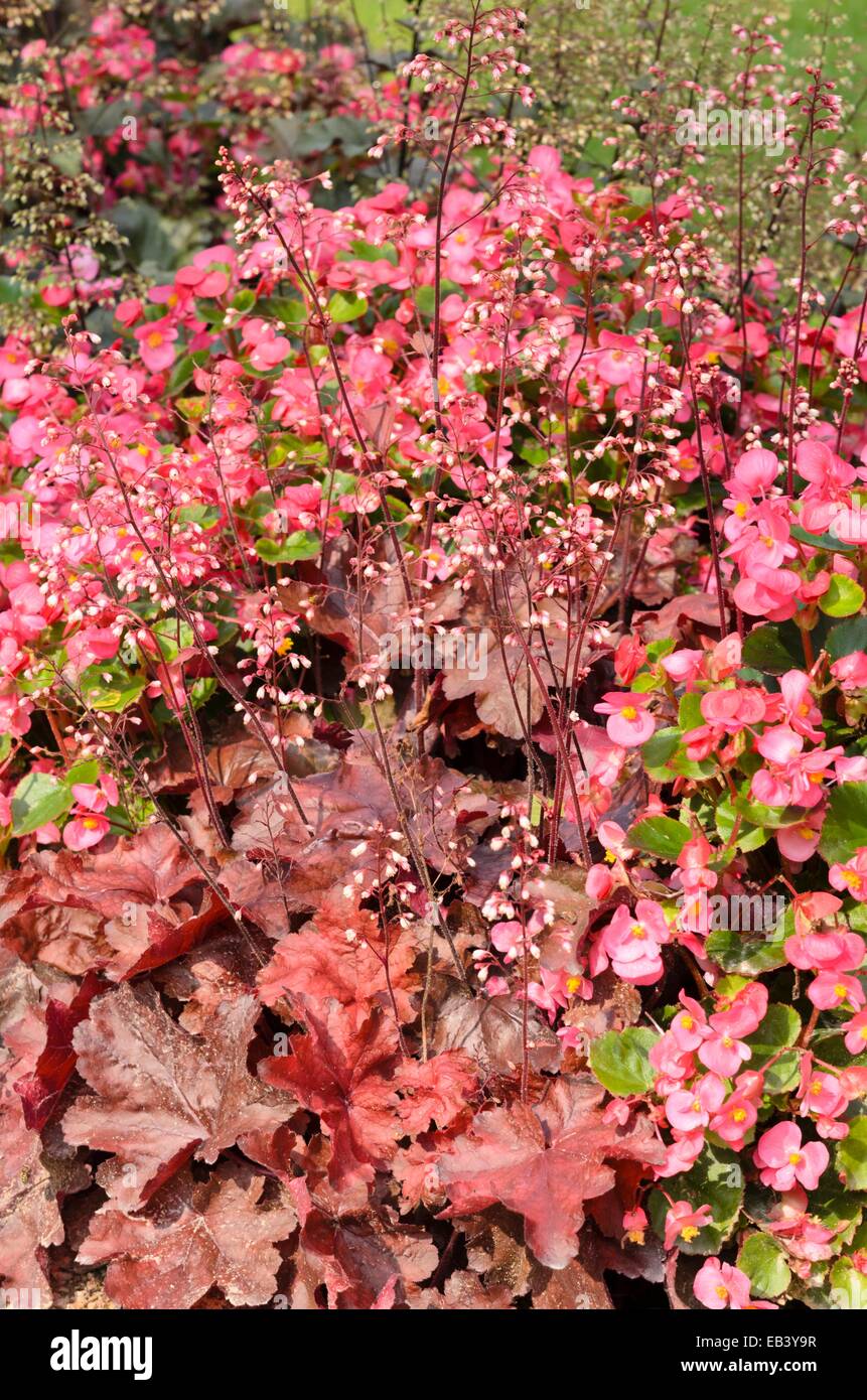 Begonien (Begonia semperflorens) und alumroot (heuchera) Stockfoto