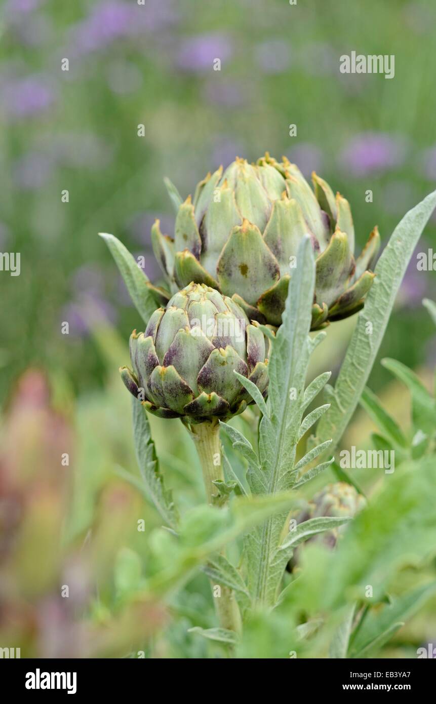 Artischocke (Cynara Cardunculus syn. Cynara Scolymus) Stockfoto