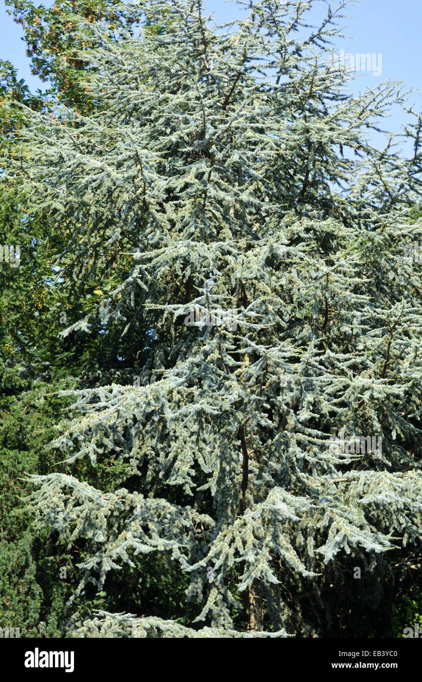 Atlas Zeder (Cedrus Atlantica 'hastata ') Stockfoto