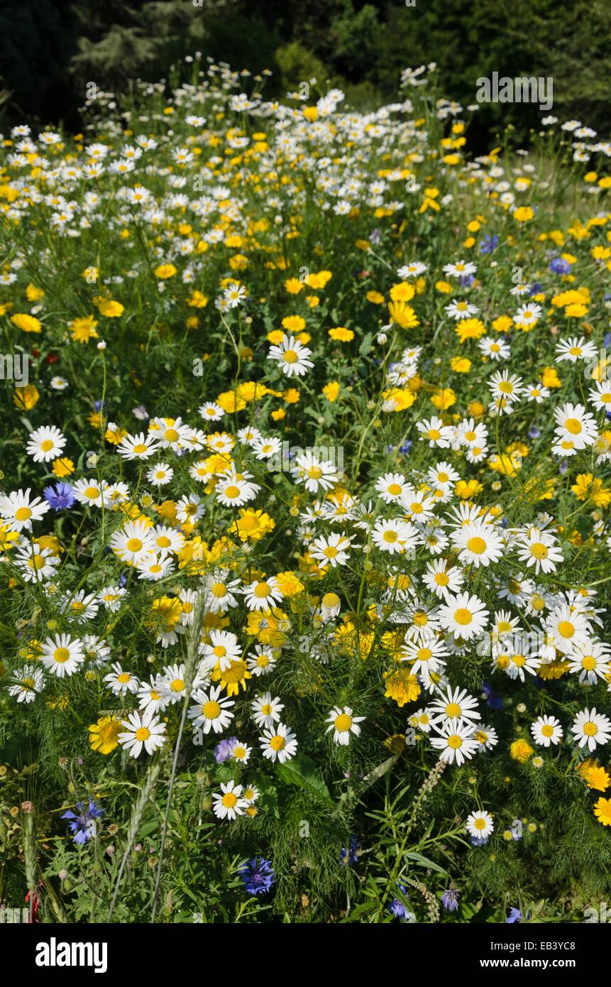 Deutsche chanomile (Matricaria recutita Syn. Matricaria Chamomilla) und Farbstoff Kamille (anthemis Dolmetsch syn. Cota dolmetsch) Stockfoto