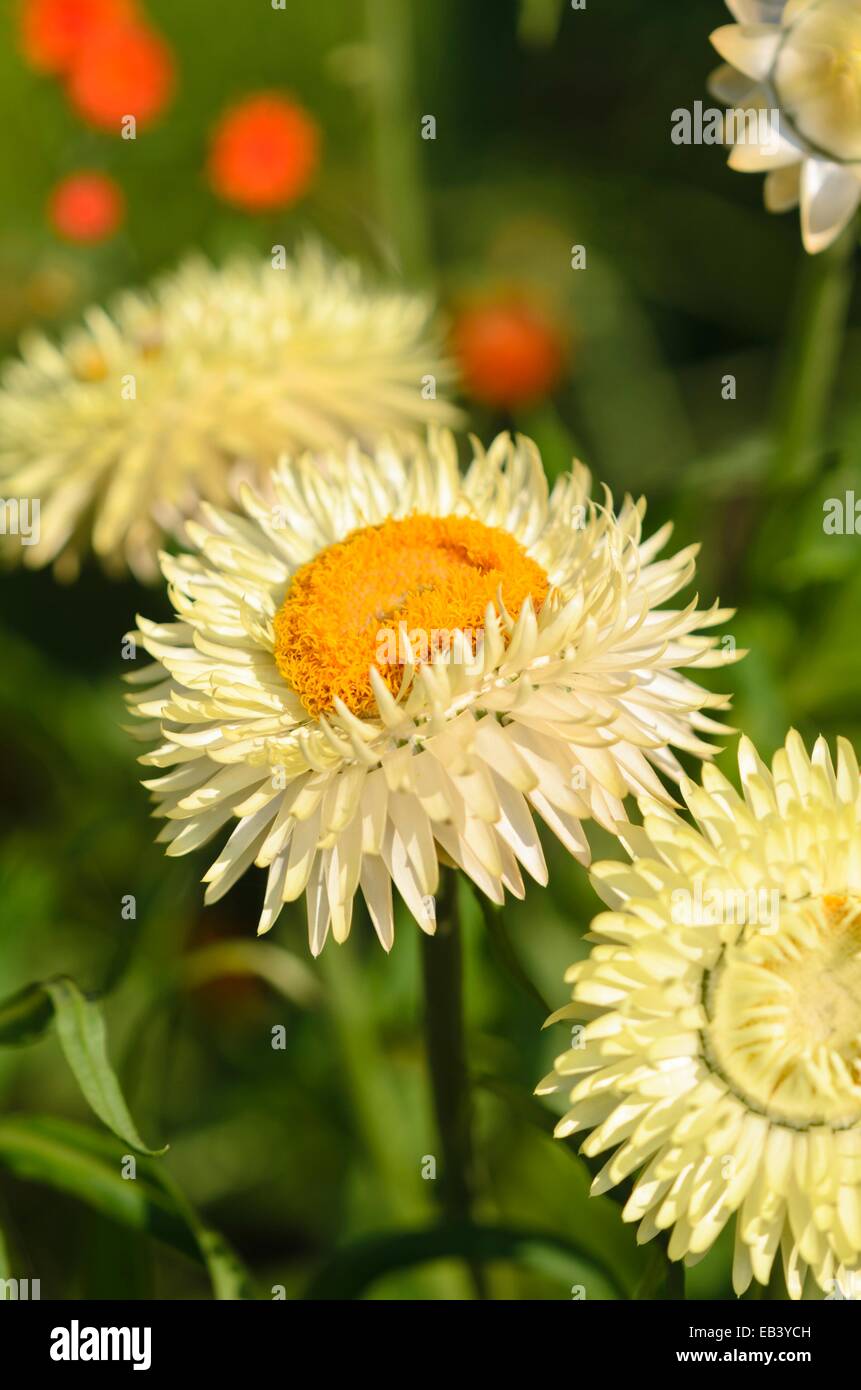 Golden ewigen (xerochrysum bracteatum Syn. helichrysum bracteatum) Stockfoto