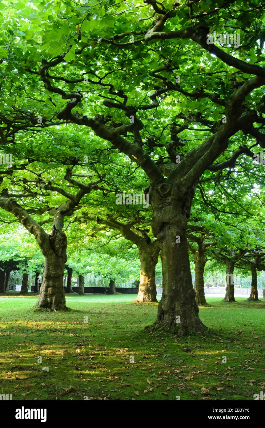 Ebenen (platanus) Stockfoto