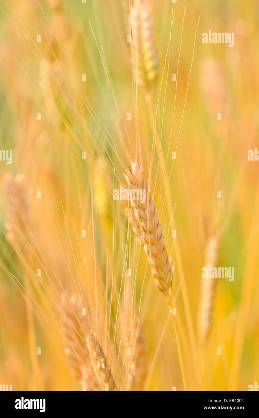 Einkorn Weizen (Triticum Monococcum) Stockfoto