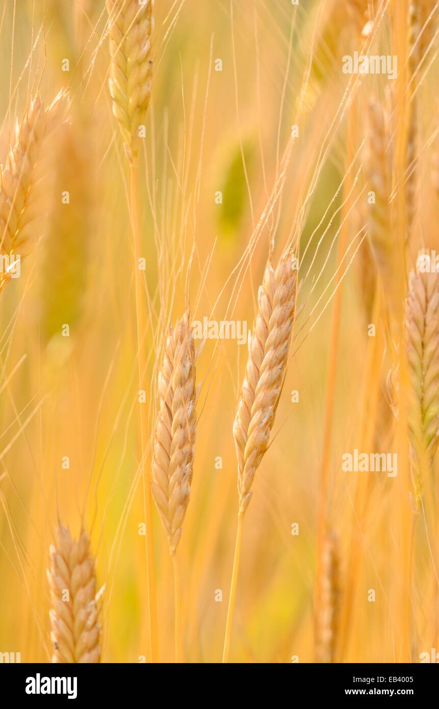 Einkorn Weizen (Triticum Monococcum) Stockfoto