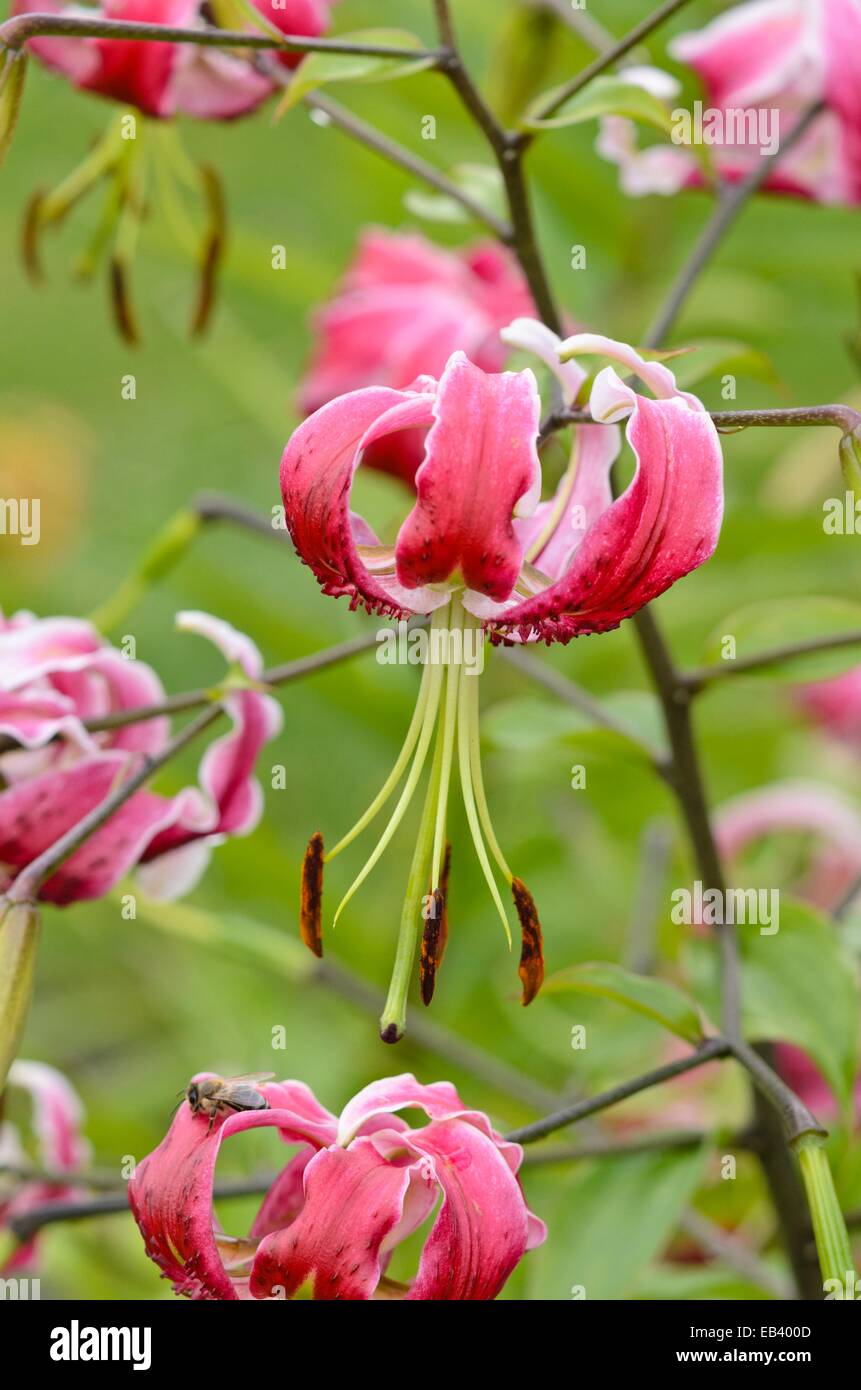 Schwarze lilien Fotos und Bildmaterial in hoher Auflösung Alamy