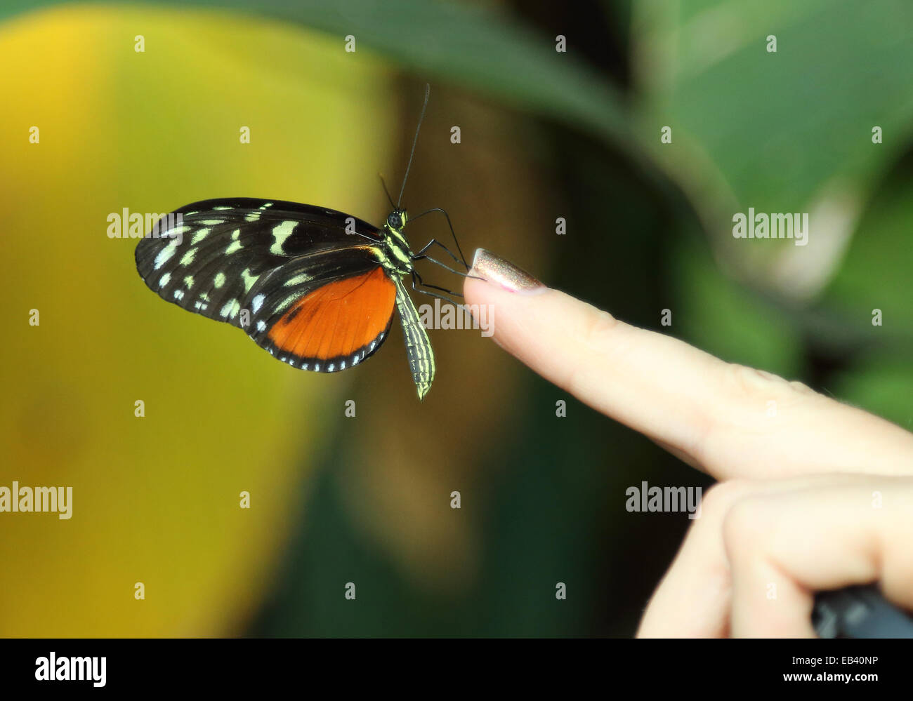 Ein schwarzer-orange Schmetterling mit gelben Flecken auf den Flügeln stützt sich auf eine Frau Fingerspitze. Stockfoto