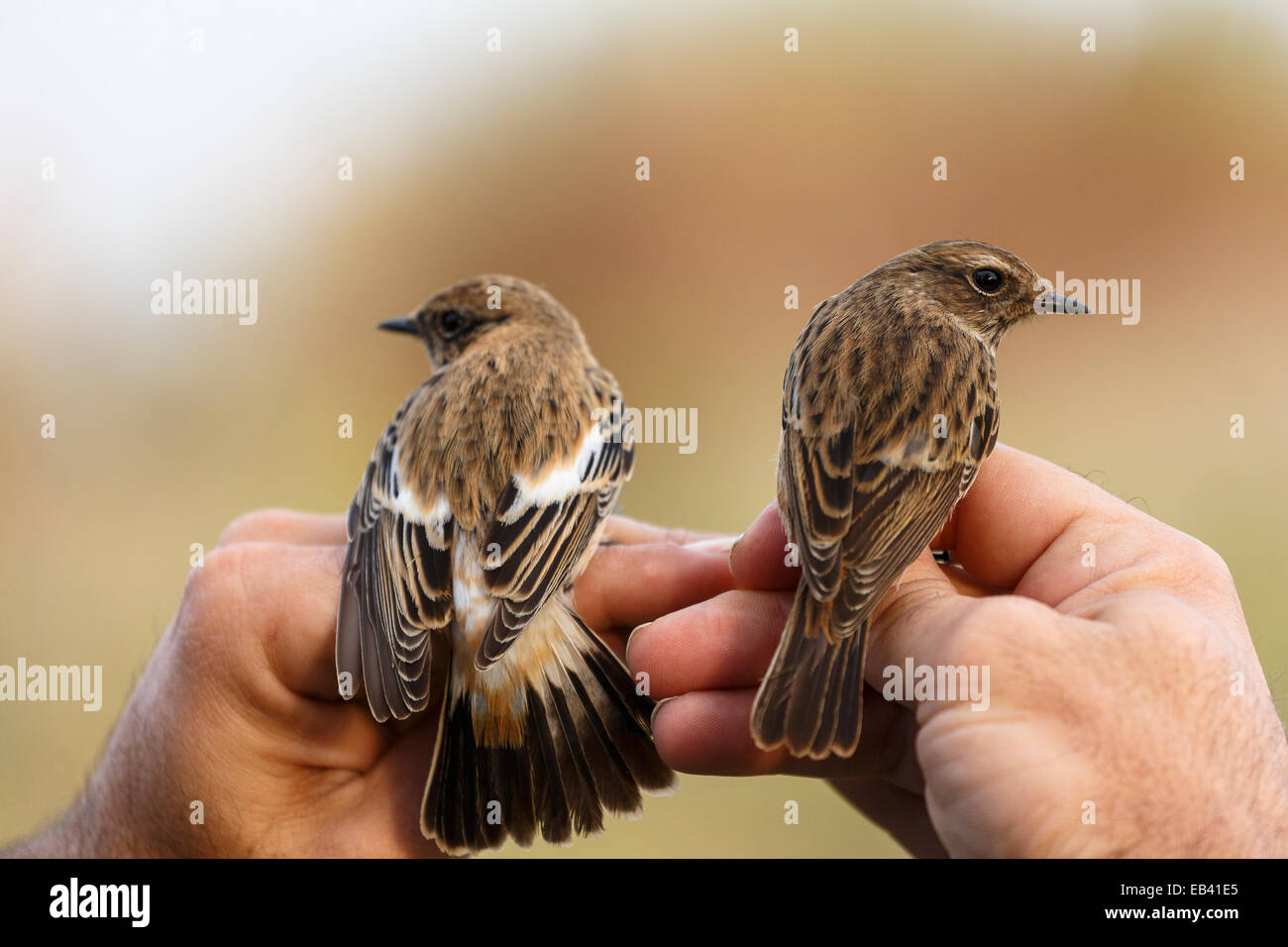 Ornithologisches und Vögel (Saxicola Maurus) Vogel Klingeln Bahnhof. Agamon See. Hula-Tal. Israel Stockfoto