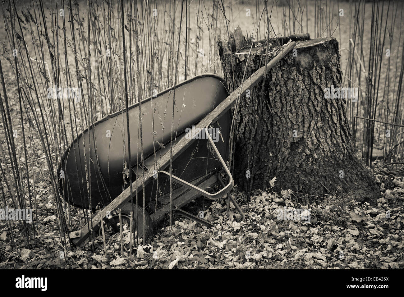 alten Schubkarre und Tree stump schwarz-weiß unsere Indiana Jahreszeiten saisonale drehen ändern winter Stockfoto